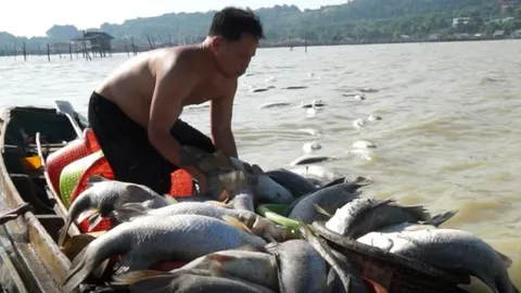 วิกฤติ 'ปลากะพงเกาะยอ' ร้องตายจะหมดแล้ว คนเลี้ยงกำลังจะตายด้วย