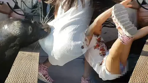 อ้าว เฮ้ย! นึกว่าฉลาม วินาทีชีวิต สิงโตทะเลโผล่กระชากเด็กหญิงตกน้ำ (ชมคลิป)