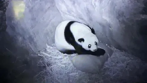 ฟันธงหลินฮุ่ยท้อง 100% คาดอาจเห็นแพนด้าน้อยปลายพ.ค.นี้ (คลิป)