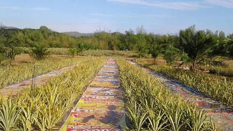 ปลูกสับปะรดแนวใหม่ คลุมดินน้ำหยดกันแดด