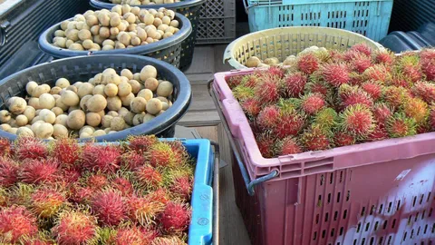 เงาะจันทบุรี ราคาร่วง 'อภิรดี' สั่งพาณิชย์จังหวัด ช่วยเหลือแล้ว