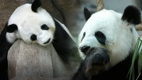 เตรียมคิดชื่อรอ! หลินฮุ่ยตั้งท้องน้องหลินปิง สิ้นเดือนนี้ได้เห็นหน้า 