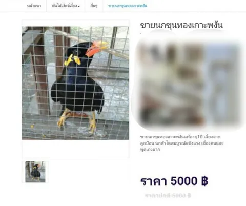 นกขุนทองเกาะพะงันกำลังลดลง ห่วงจะหมดจากเกาะ วอนคนเล่นนกหยุดซื้อ