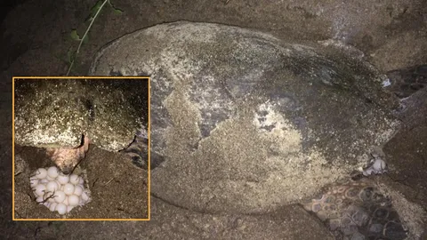 ฮือฮาวันเต่าโลก แม่ 'เต่ากระ' ตัวใหญ่มาก ขึ้นวางไข่เกาะทะลุ (ชมคลิป)