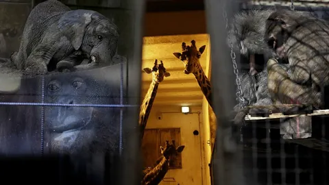 สุดเวทนา! หลากชีวิตถูกทิ้งรอความตายคากรงสวนสัตว์ร้าง 