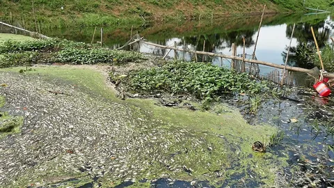 ร้องคลองบางป่า น้ำเน่าปลาตาย