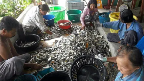 ประมงแหลมฟ้าผ่า เพาะเลี้ยงสัตว์ทะเลอินทรีย์