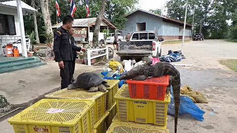 เปิบพิสดาร! รวบหนุ่มขับกระบะบรรทุก เต่า ตัวเงินตัวทอง งูเห่า ส่งเขมร