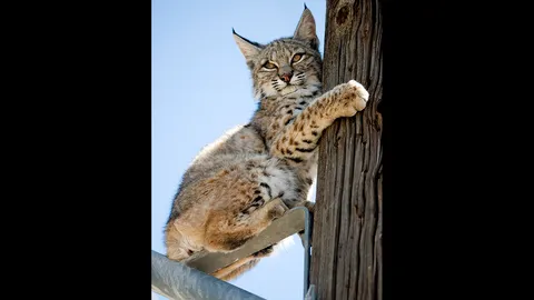 อเมริกาเหนือเผชิญปัญหา แมวป่าบ็อบแคทล้นเมือง