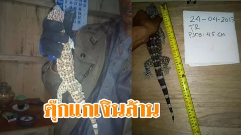 ออเดอร์จากมาเลย์! หนุ่มรับซื้อตุ๊กแกเงินล้าน ที่ลาว 10 ปีเคยเจอตัวเดียว