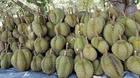 พาณิชย์ ผลักดัน จันทบุรีเป็นตลาดกลางค้าผลไม้ออนไลน์ของเอเชีย