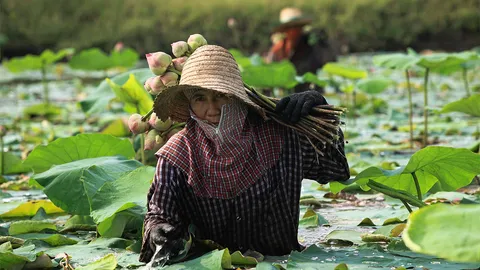 นาบัว..ผืนดินพระราชทาน เกษตรผสมผสานวันละสองพัน