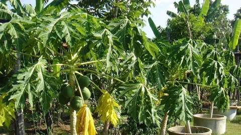 "ใบมะละกอ" แก้รังแค เกล็ดขาวบนหัว