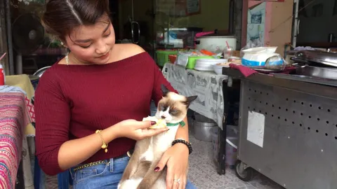 'เจ้าน้ำตาล' แมวไม่แตะปลาทู ของโปรดคือ 'ทุเรียน' (ชมคลิป)