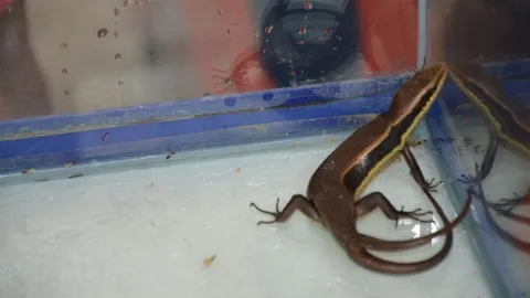 คนแห่ดูจิ้งเหลน 2 หาง ที่วัดสว่างอารมณ์ ไม่พลาดบูชาขอเลขเสี่ยงโชค