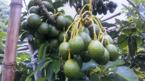 “อะโวคาโดปีเตอร์แฮส” นิยมปลูกและกินในปัจจุบัน