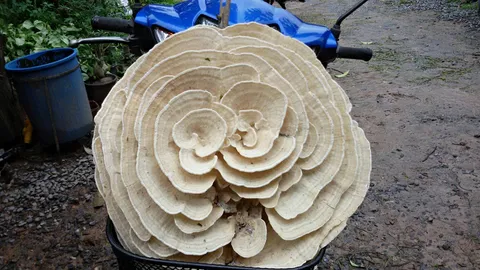 คนกระบี่เจอเห็ดยักษ์​ในสวนปาล์ม เชื่อเป็นมงคล เก็บตากแดดแขวนหน้าบ้าน 