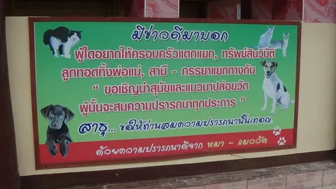 วัดดังอ่างทอง ติดป้ายประชดชาวบ้าน นำหมาแมวมาปล่อยวัดให้พระเลี้ยง