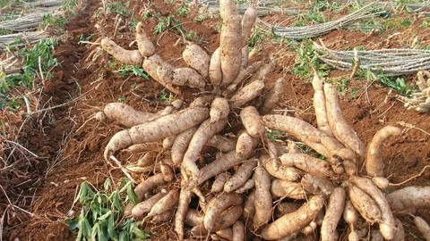 มันสำปะหลังราคาลดวูบ 'พาณิชย์' อ้อนโรงแป้ง โรงงานเอทานอล ช่วยรับซื้อ