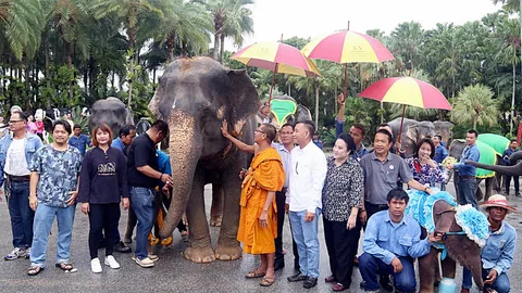 สวนนงนุชเฮ! รับขวัญลูกช้างเชือกที่ 6 ในรอบ 5ด. จัดงานแห่ยิ่งใหญ่