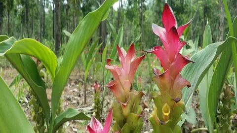 ทุ่งดอกกระเจียว บานสะพรั่งสุดสวยงาม ที่เขาน้อยเขาประดู่ พิษณุโลก (คลิป)