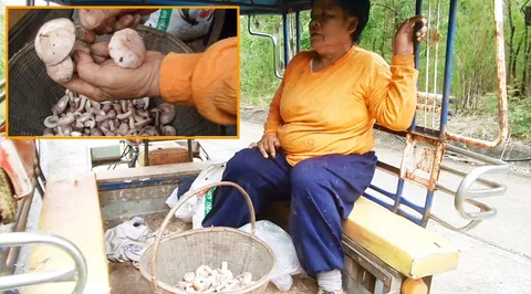 ตามยายไปเก็บ 'เห็ดผึ้งขมภูพาน' เนื้อนุ่มขาวอมชมพู คนแก่ชอบเคี้ยว