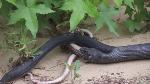 ขนลุก! งูขย้อนงูอีกตัวออกจากท้อง รอดตายหลังโดนเขมือบทั้งเป็น (คลิป)