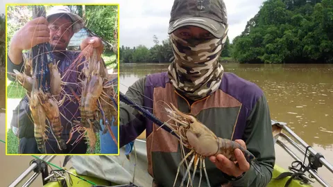 มหัศจรรย์แม่น้ำตรัง ตก 'กุ้ง' ขายอย่างเดียว ได้เดือนละกว่า 3 หมื่น