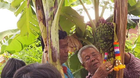 ชาวพิมายตื่น กล้วยออกปลีกลางลำต้น บวกลบคูณหาร เลขเบิ้ลก็มี 960 ก็มา 