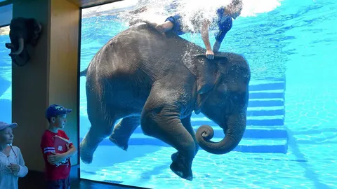 ช้างว่ายน้ำ