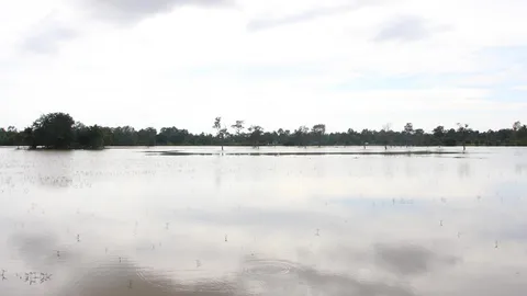 นาข้าว 22 ตำบล อ.ขุขันธ์ อ่วมน้ำท่วมเพิ่มเป็นแสนไร่!