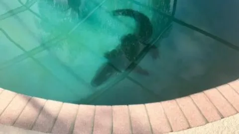  เจ้าของบ้านมะกัน สุดสะพรึง เจอแขกไม่ได้เชิญ แอลิเกเตอร์ในสระ (คลิป)