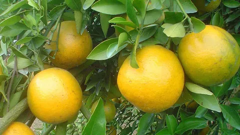 ดันส้มบางมด-ลิ้นจี่บางขุนเทียนสินค้าจีไอ “สนธิรัตน์”ลั่น!ปั้นครบทุกจังหวัดทั่วไทย