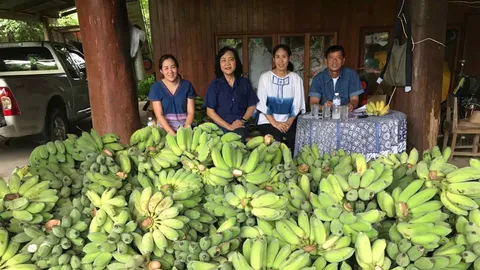 ชาวสวนกล้วยเมืองแพร่ เลิกเศร้า สวนนงนุชเพิ่มโควตา ขอซื้อกล้วยหอมด้วย 