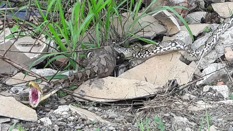 เหลือมยาว3ม.เขมือบไก่ชนตัวเก่ง ก่อนตกใจขย้อนคายซากออกมาให้ชม