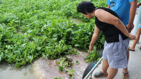 ราหูยักษ์ ไม่มีที่โผล่หายใจ ตายเน่าคากอผักตบ อัดแน่นเต็มลำน้ำบางปะกง 