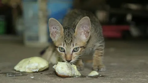 แปลก! ลูกแมวเมืองลับแล 7 ตัว ชอบกินทุเรียนพื้นเมืองและหลง-หลินลับแล (คลิป)