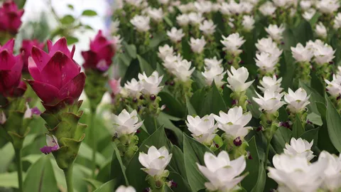 เพลินตา กระเจียวถิ่นอีสาน ที่อุทยานไม้ดอก เพ ลา เพลิน บุรีรัมย์