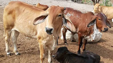 หวั่นซ้ำ "โคพลาสติก-โคล้านตัว" ครม.ผ่าน "โคบาลบูรพา" แจกวัวชาวบ้านเลี้ยง