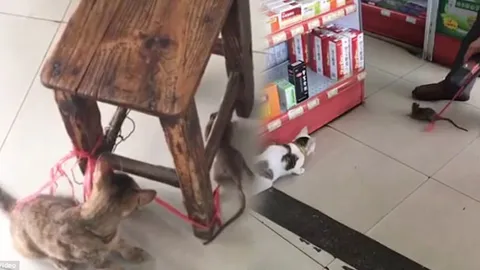 เป็นไปแล้ว แมวกลัวหนู เจ้าของสุดทน ติวเข้มฟื้นสัญชาตญาณนักล่า (ชมคลิป) 