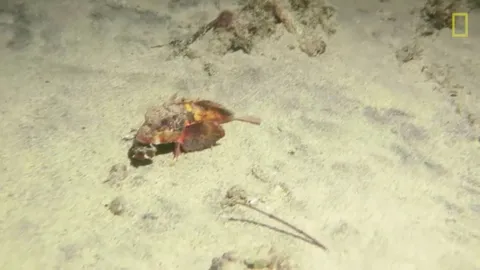 กุ๊กฝรั่งเศสอึ้ง! ดำน้ำเจอปลาประหลาด ‘เดิน’ อยู่ใต้ทะเล (คลิป)