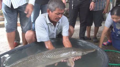 ไม่ใช่จระเข้! นี่ปลาอัลลิเกเตอร์ ชาวบ้านทอดแห จับได้ในร่องน้ำ