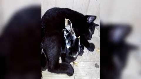 รักต่างสายพันธุ์! โซเชียลแห่แชร์คลิป แมวเลี้ยงลูกไก่ สุดน่ารัก (คลิป)
