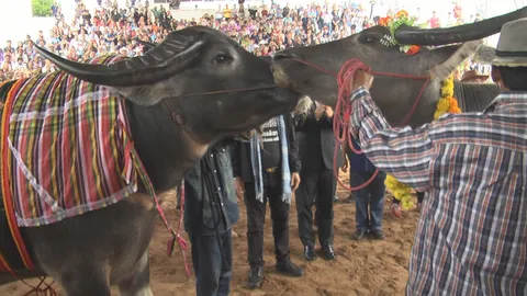 อะจ๊าก! แต่งงาน'ควาย'อลังการสินสอดเพียบ 'ผู้ว่าฯโคราช'ต้องมาเป็นประธาน (คลิป)