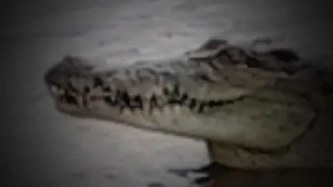 ไกรทองก็พลาดได้ จระเข้โชว์ที่สมุย งับศีรษะเหวอะ