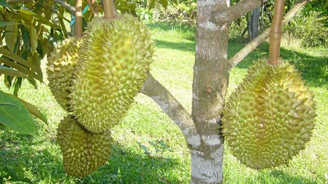 ทุเรียนมาแรง 1.6 หมื่นล้าน ชาวสวนเฮ!ตลาดส่งออกผลไม้สดใส