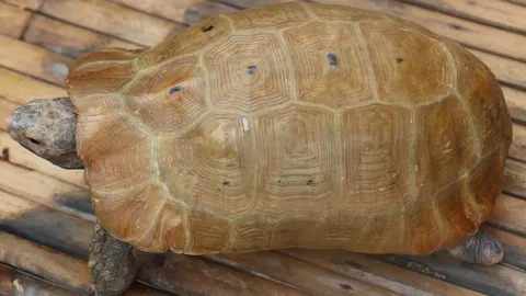 พบเต่าสีทอง บนกระดองลายพระสมเด็จและยันต์ 8 ทิศ คอหวยขอนแก่นแห่ขอโชค (คลิป)