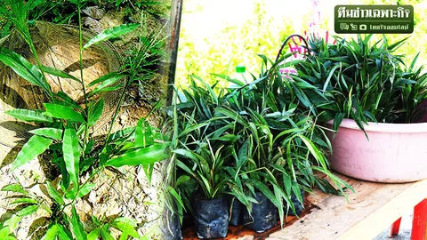 จำได้ไหม? หญ้ารีแพร์ที่เคยดังกระฉ่อน ไม่ช่วยน้องสาวฟิตกระชับ ชาวบ้านมโนจริงหรือ?