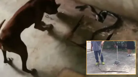 หมาไทยหลังอาน รุมฆ่างูเห่า ปกป้องเจ้านายสุดชีวิต ถูกฉกเจ็บหนัก (คลิป)