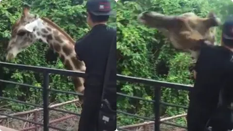 เคยเจอมั้ย! ยีราฟขวิด หนุ่มเที่ยวสวนสัตว์หวิดสลบ สัตวแพทย์ชี้ป้องกันตัว (คลิป) 